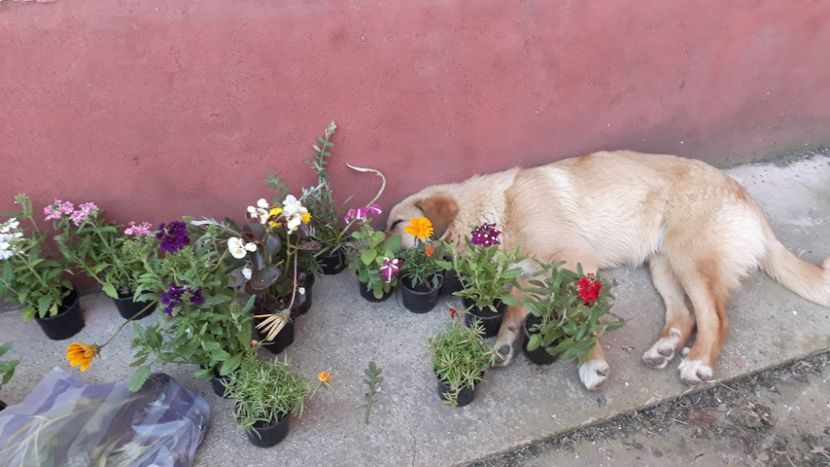  - ANIMĂLUȚELE NOASTRE