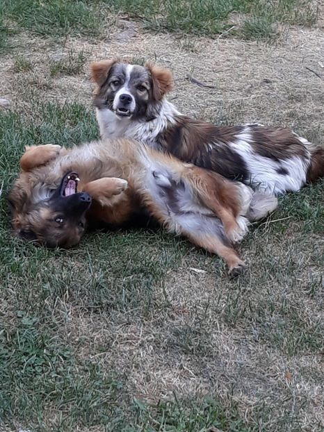  - ANIMĂLUȚELE NOASTRE