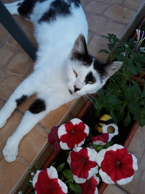  - ANIMĂLUȚELE NOASTRE