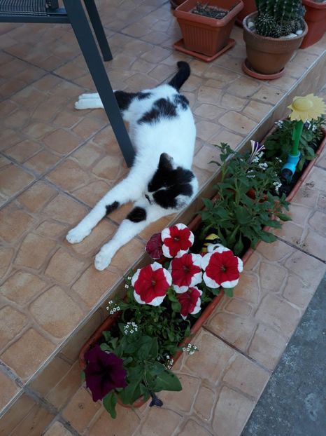  - ANIMĂLUȚELE NOASTRE