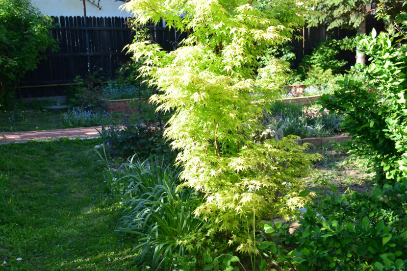Acer Katsura - 2018_Aprilie_caldaruse_rocaria