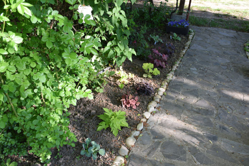 Aleea Coral Bells - 2018_Aprilie_caldaruse_rocaria