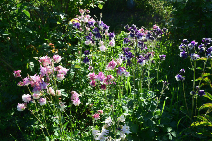 2018 - Z_FAVORITELE gradinii mele