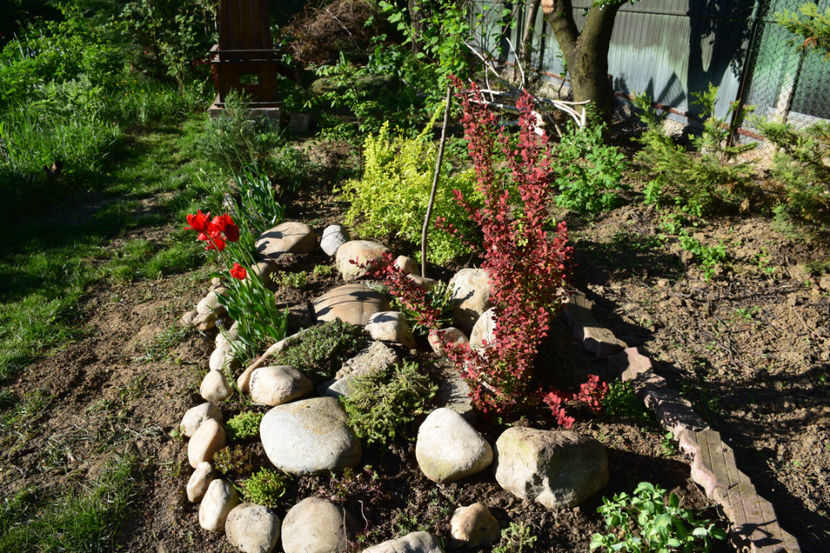 Rocarie cu sedum, lewisia si berberis - 2018_Aprilie_caldaruse_rocaria