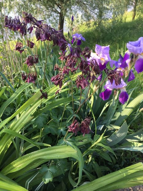 709393C8-F58E-4E65-B161-AC0CAA81F305 - Iriși 2018