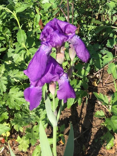 F7486B4B-C917-470E-9C09-7ACB1496FCDF - Iriși 2018