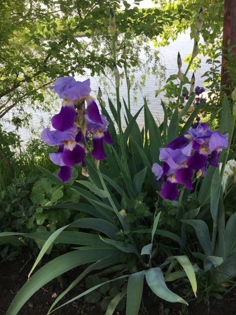 F9D24C01-41A4-4428-A81C-7A7A8B1C360C - Iriși 2018