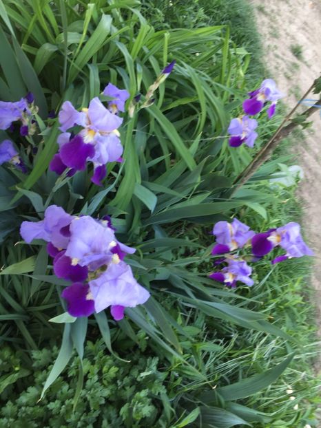 ADB22DAE-E4E4-40A7-AF97-D0BB30B99202 - Iriși 2018