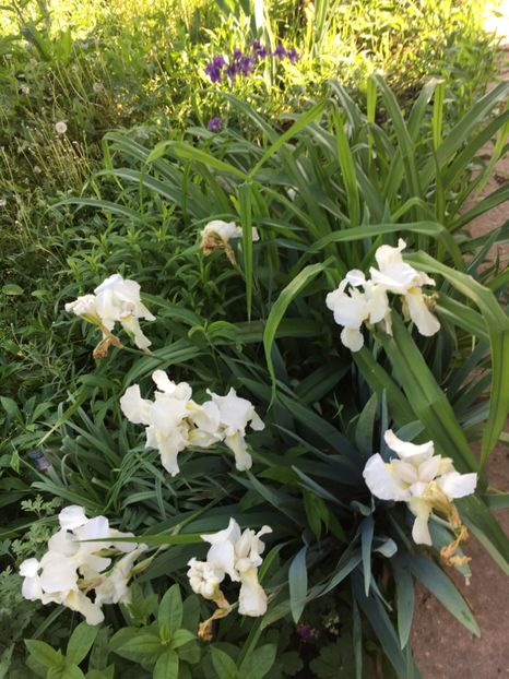 60345D90-A106-4BB4-AB78-A41F17E341F2 - Iriși 2018