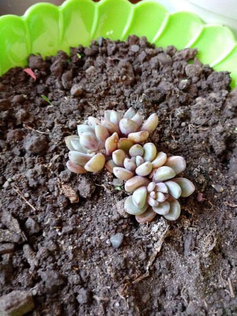 Echeveria cv Rezry - Echeveria si alte suculente asemanatoare
