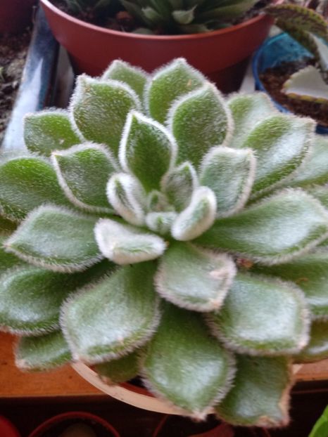 Echeveria setosa - Echeveria si alte suculente asemanatoare