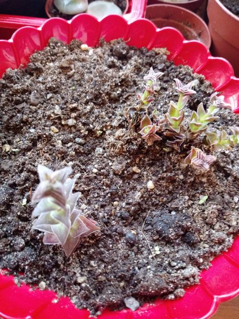 Crassula Buddy Tower Variegated-Red Paagoda - Crassula