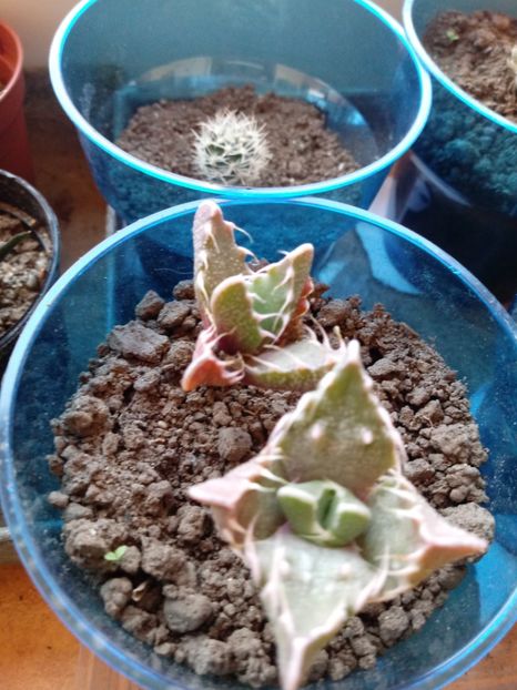 Faucaria Lupina - Suculente