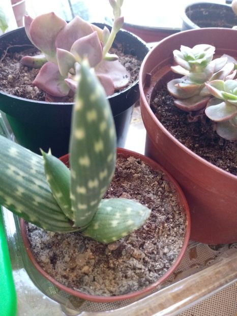 Aloe Mitriformis f variegated - Aloe