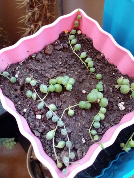 Senecio Rowleyanus - Senecio