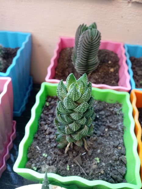 Haworthia Coarctata si Crassula Buddha's Temple in spate - Haworthia