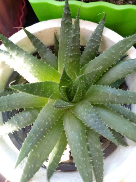 Aloe Aristata - Aloe