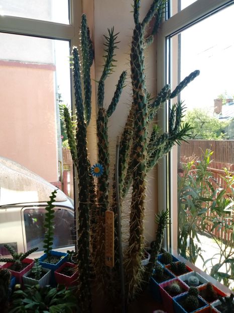 AustrocylindropuntiaSubulata - Cactusi