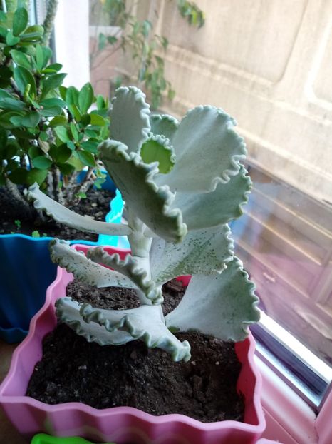 Cotyledon Undulata - Suculente