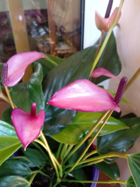 Anthurium Fiorino Mov - Anthurium - Floarea Flamingo