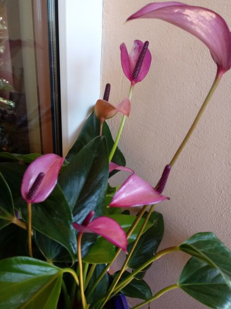 Anthurium Fiorino Mov - Anthurium - Floarea Flamingo