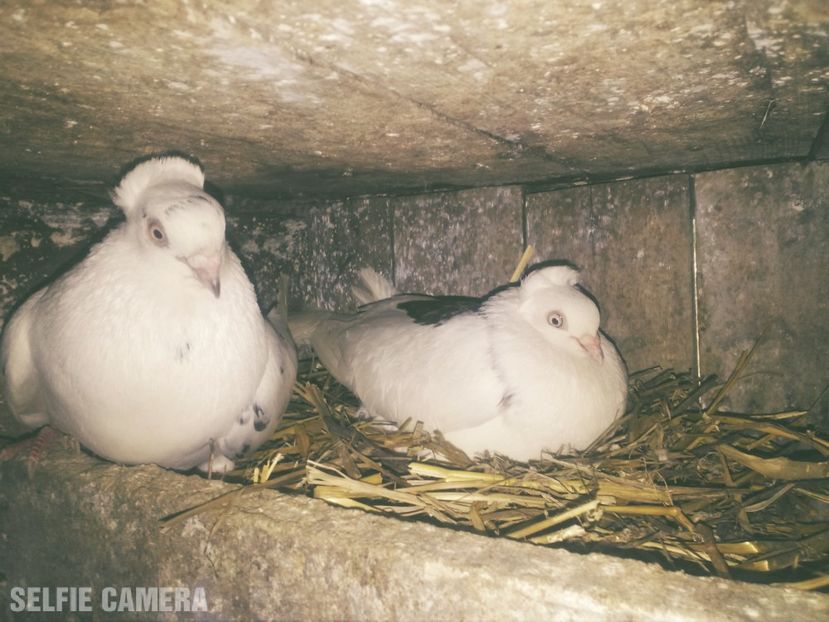  - Jucători de Amara maturi 2018