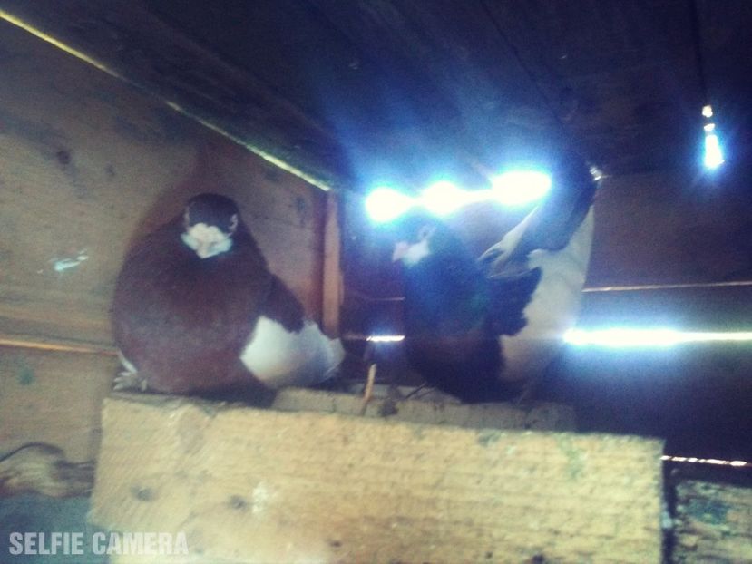 La cuibărit - Jucători Bălţaţi Româneşti