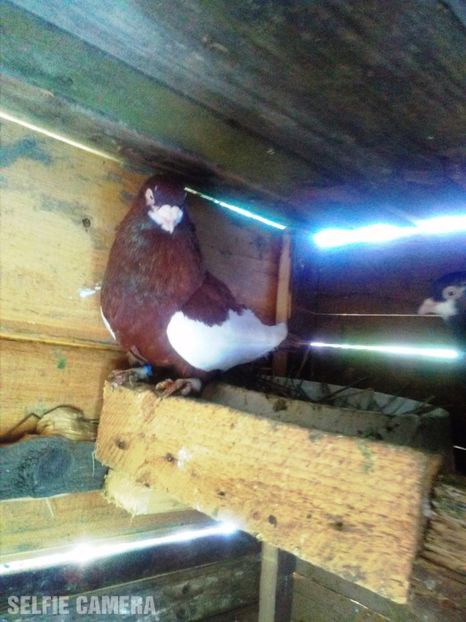 Captează atenţia - Jucători Bălţaţi Româneşti