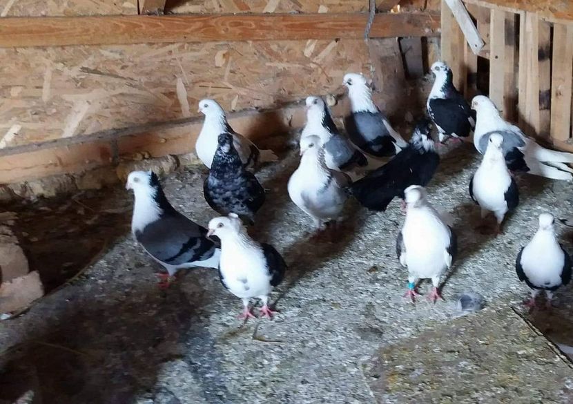 I - 5-Jucatori de Amara