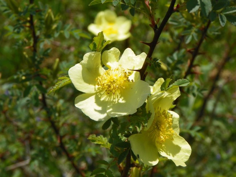 rosa hugonis - Trandafiri 2018