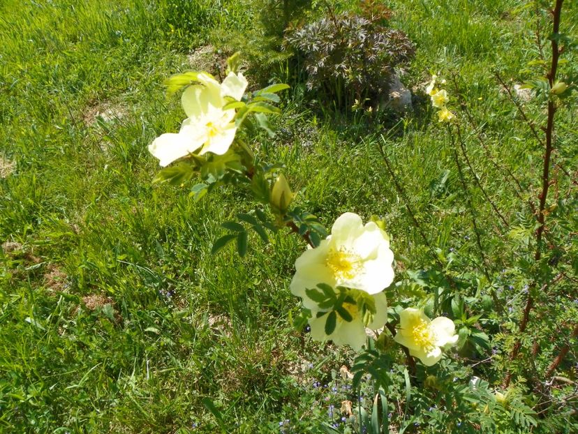 rosa hugonis - Trandafiri 2018