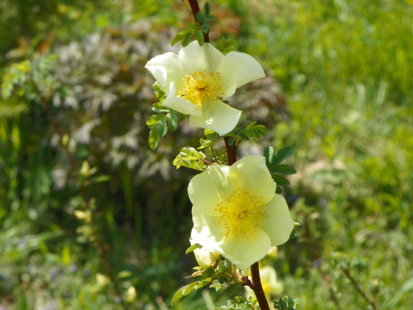 rosa hugonis - Trandafiri 2018