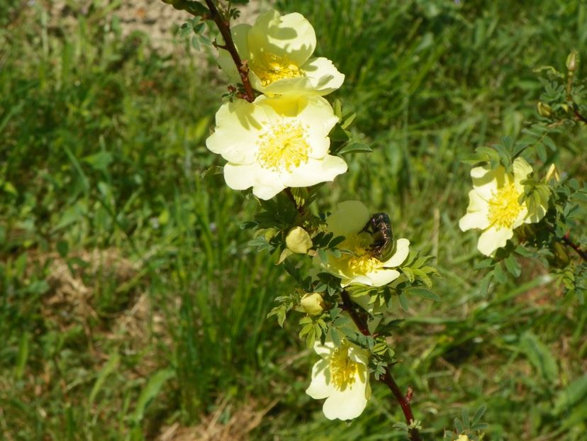 rosa hugonis - Trandafiri 2018