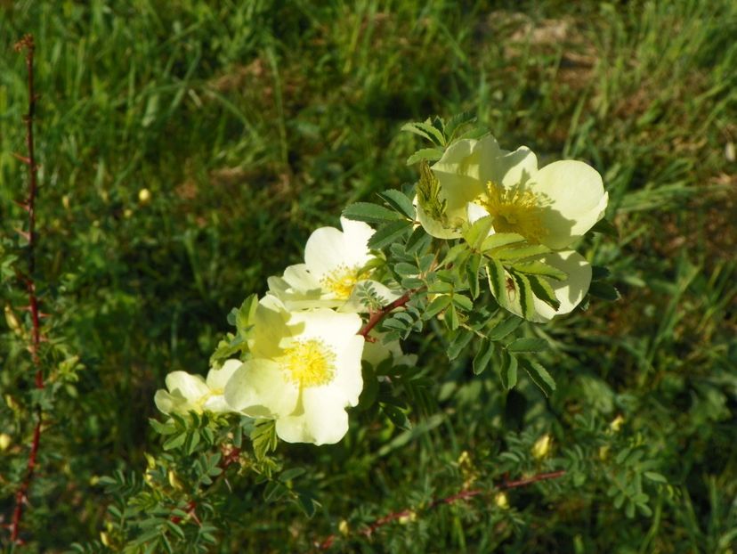 rosa hugonis - Trandafiri 2018