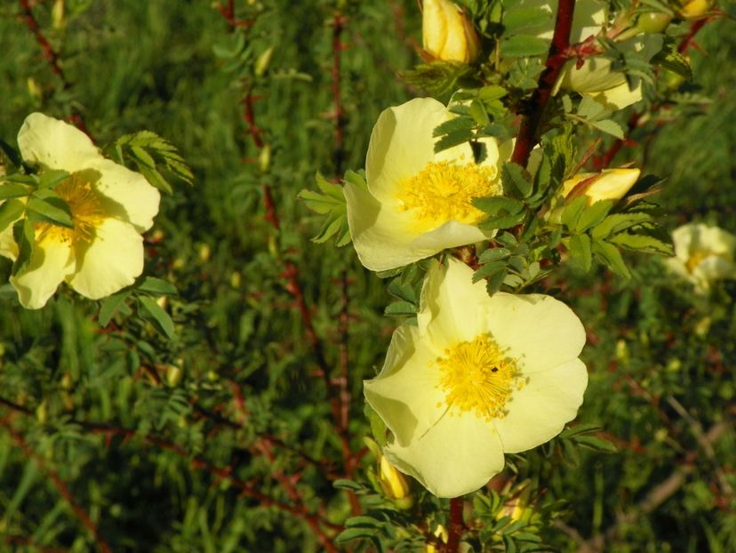 rosa hugonis - Trandafiri 2018