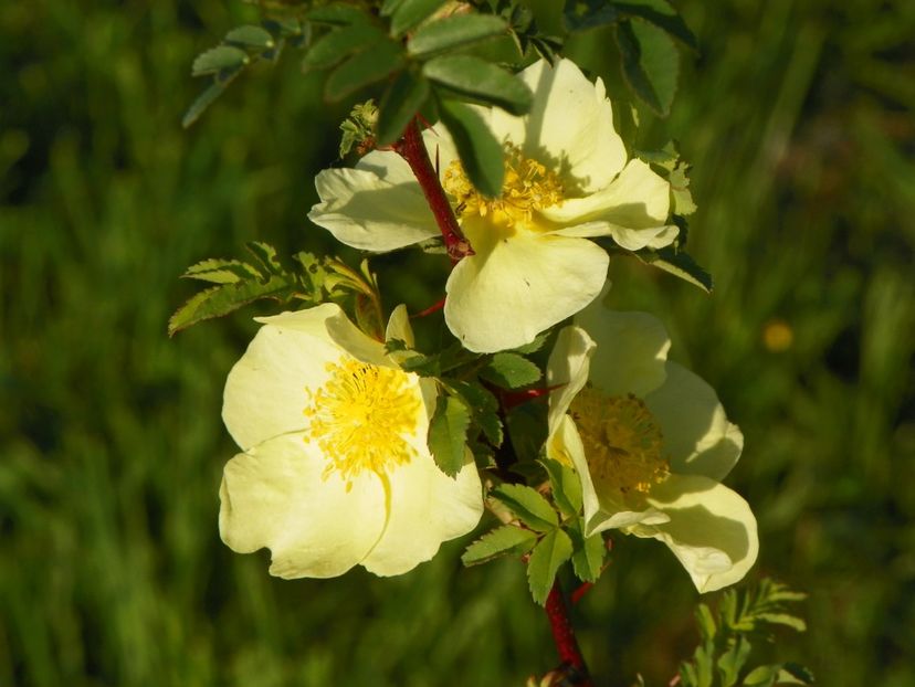 rosa hugonis - Trandafiri 2018