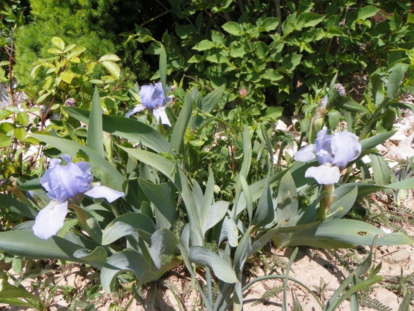 Azurea - Irisi si bujori 2018
