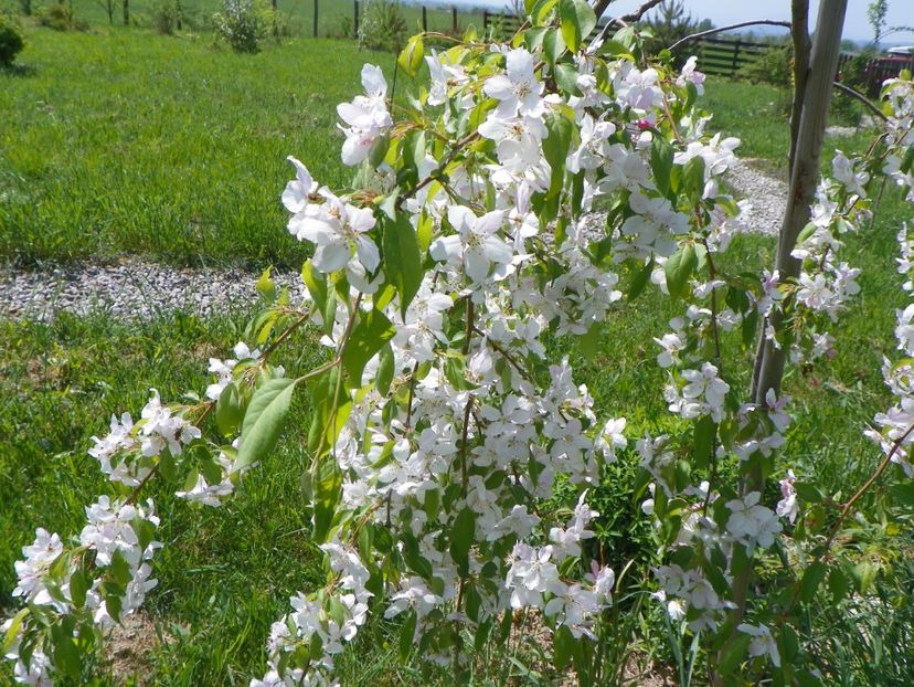 malus Sun Rival - z-Dobarland 2018