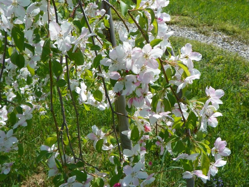 malus Sun Rival - z-Dobarland 2018