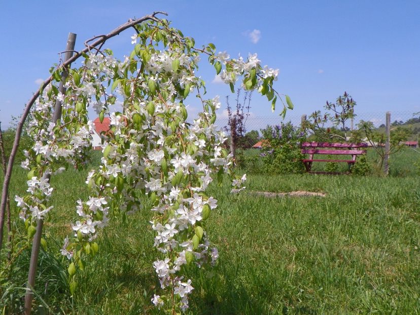 malus Sun Rival - z-Dobarland 2018