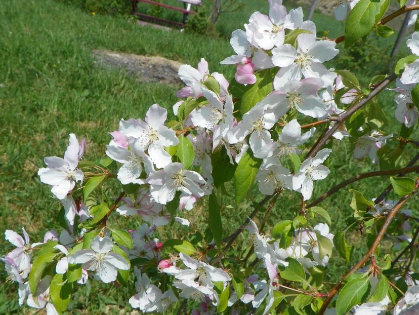malus Sun Rival - z-Dobarland 2018