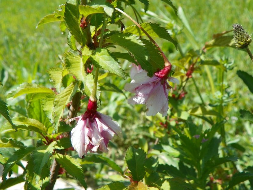 prunus incisa Mikinori - z-Dobarland 2018