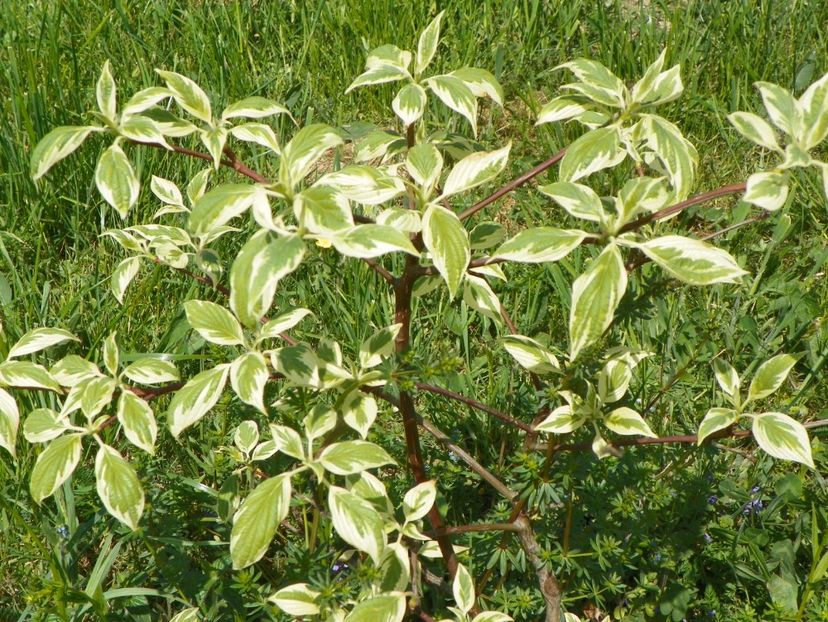 cornus controversa variegata - z-Dobarland 2018