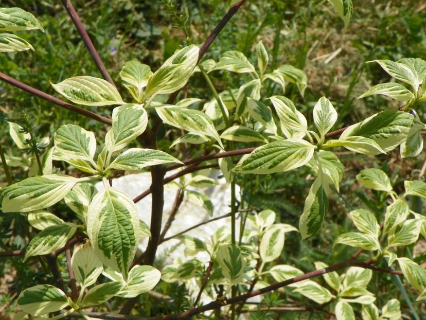 cornus controversa variegata - z-Dobarland 2018