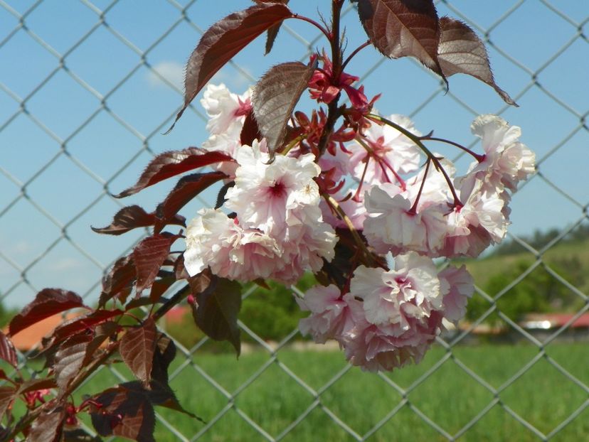 prunus Royal Burgundy - z-Dobarland 2018