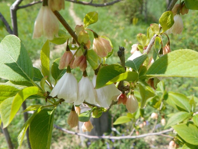 halesia carolina - z-Dobarland 2018