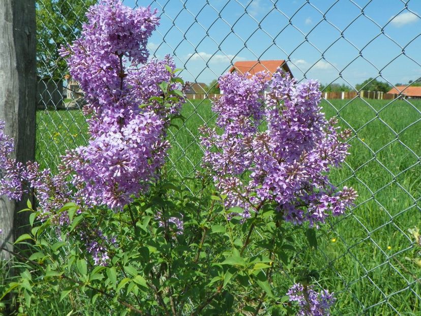 syringa chinensis - z-Dobarland 2018