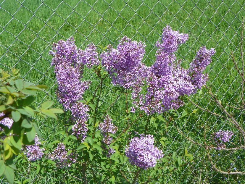 syringa chinensis - z-Dobarland 2018