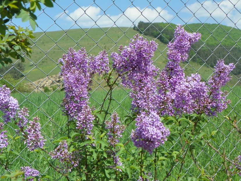 syringa chinensis - z-Dobarland 2018