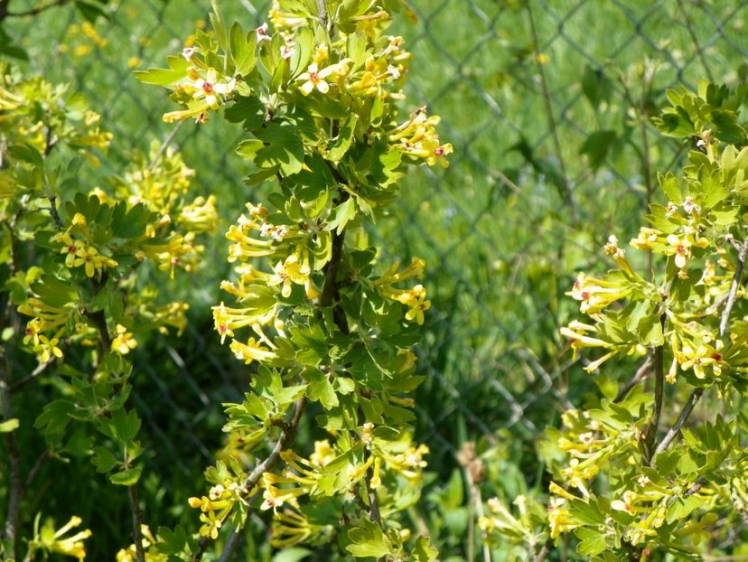 ribes aureum - z-Dobarland 2018